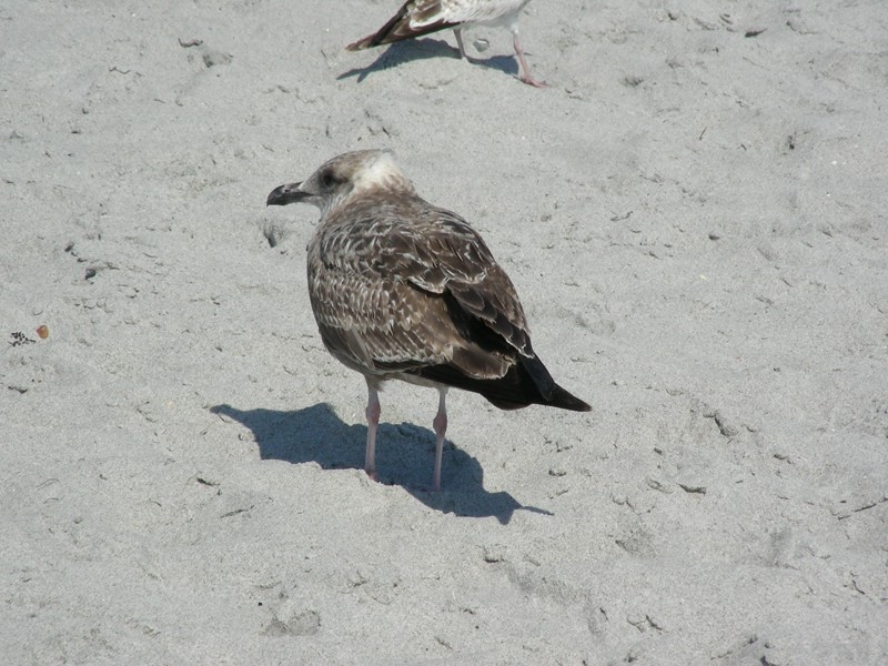 DSCN2620.JPG