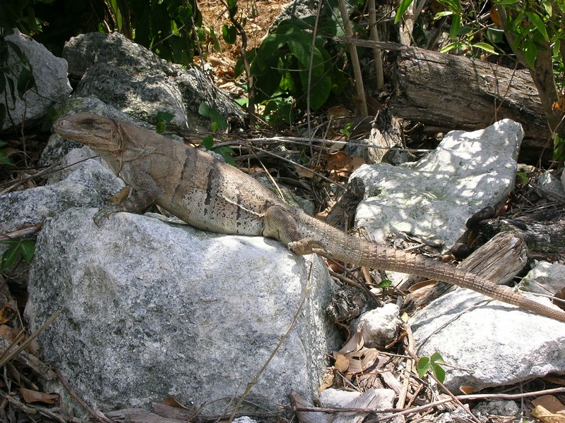 DSCN0687.JPG