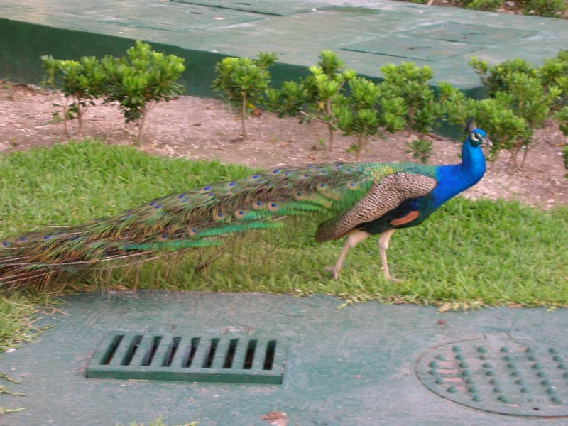 DSCN0709.JPG
