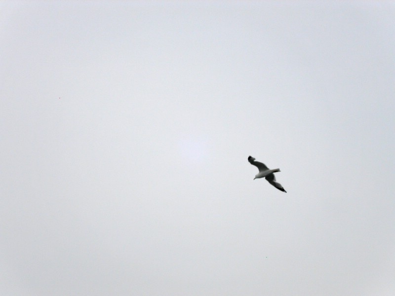 PICT0281.jpg