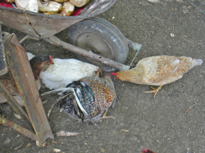 PICT0036.JPG