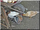 PICT0036.JPG