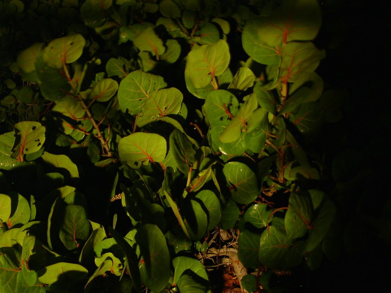 PICT0060.JPG
