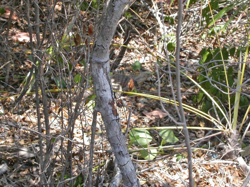PICT0090.jpg