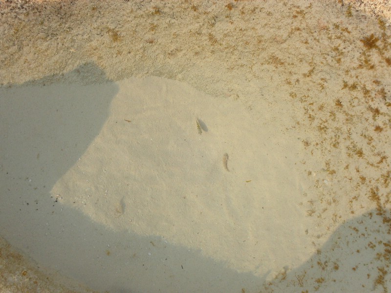 PICT0117.JPG