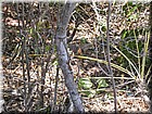PICT0090.jpg
