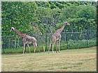 DSC01374.jpg