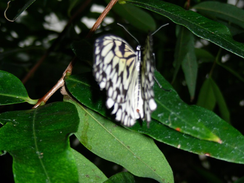 DSCN0121.JPG