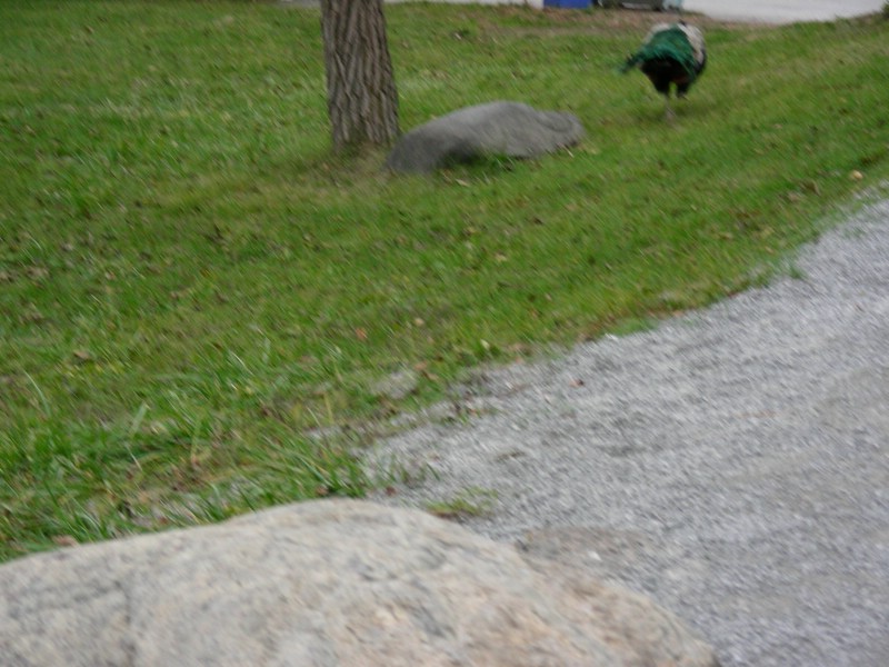 DSCN0171.JPG