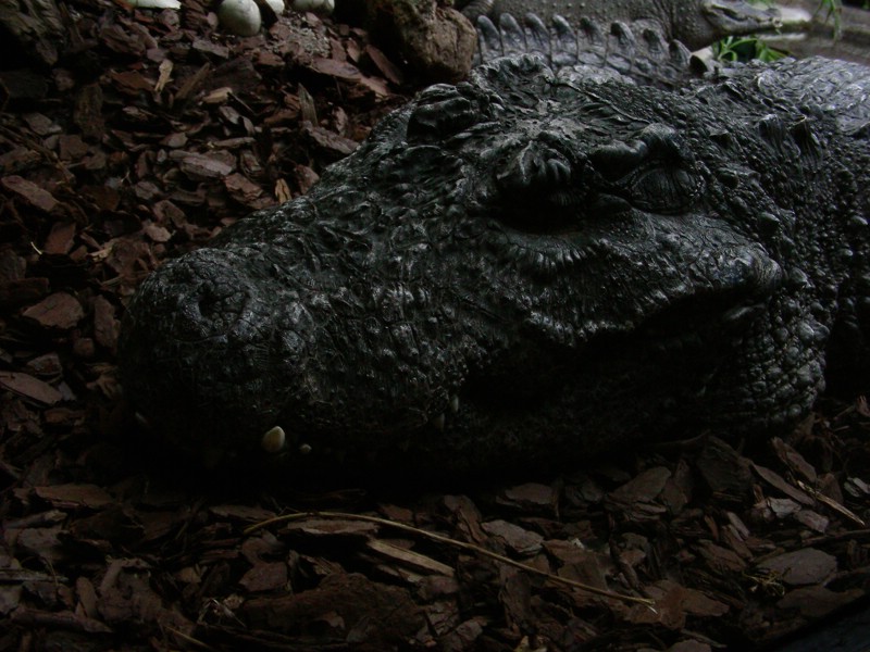 DSCN0175.JPG